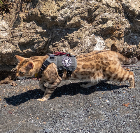 K9R - M5 MOLLE Light Vest