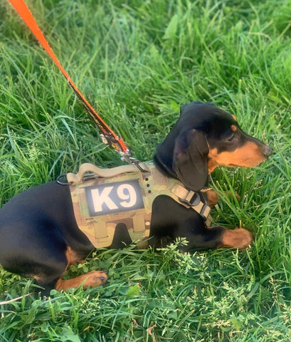 K9R - M5 MOLLE Light Vest – Cal State Dog Supplies K9R - M5 MOLLE Light Vest – Cal State Dog Supplies