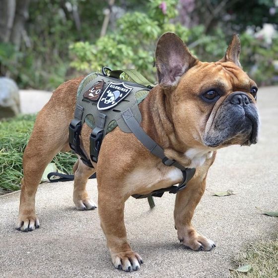 K9R M4 Tactical MOLLE Vest Cal State Dog Supplies